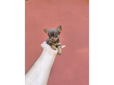 Orjinal 2 kg altı anne baba garantili köpekler bardak boy