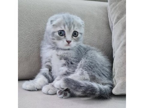 Scottish fold yavrular sahibinden