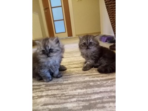 Satılık 2 aylık british shorthair