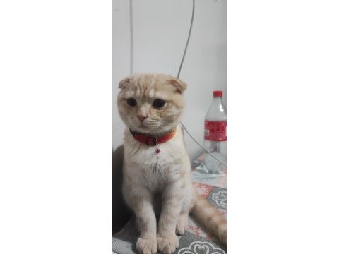5 aylık kedime yuva arıyorum