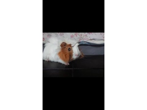 Sevimli guinea pig
