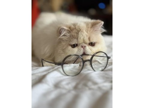 Erkek exotic longhair lütfen arayarak bilgi alın