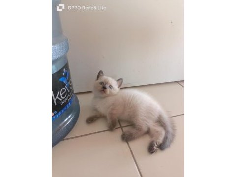 Scottish fold british shorthair blue point