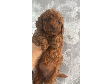 Dişi toy poodle gerçek kalite isteyene