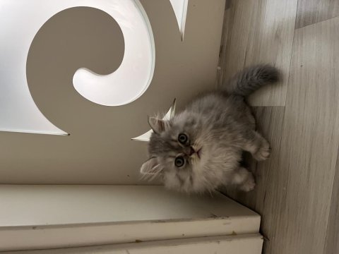 1.5 aylık çok hiperaktif taklacı kedimiz