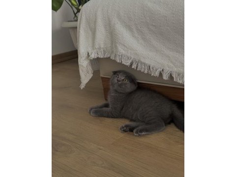 Yavru scottish fold