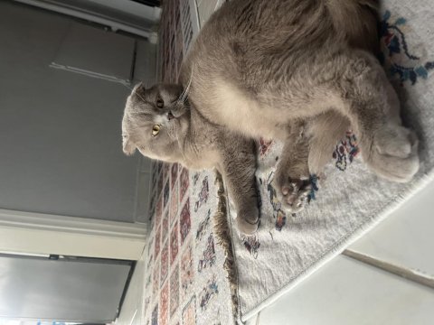 1.5 buçuk yaşında erkek scottish fold