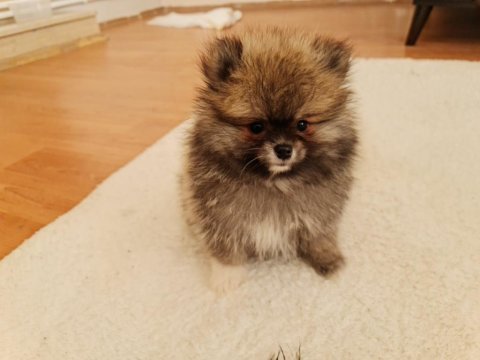 Show kalite pomeranian boo