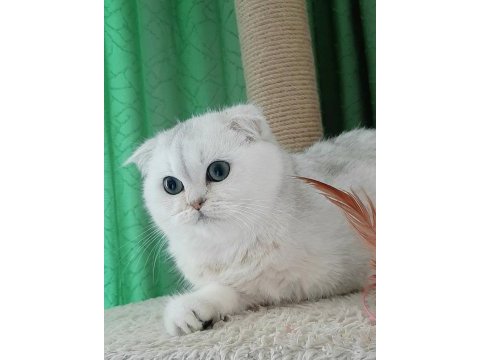 Yeşil gözlü yavruları scottish fold