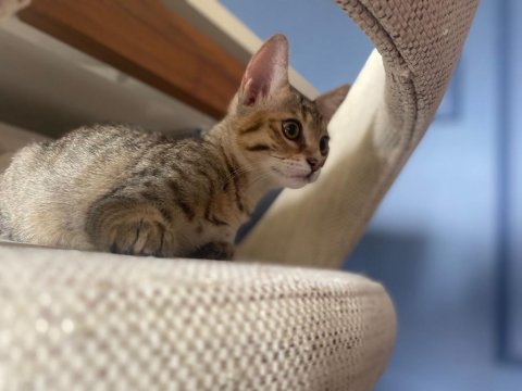 Ev kedisi sütten yeni kesildi yavrularımız