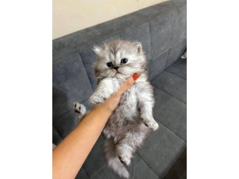 British longhair ayı surat dişi yavrular