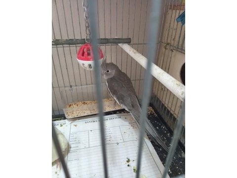 2.5 aylık dişi sultan papağanı