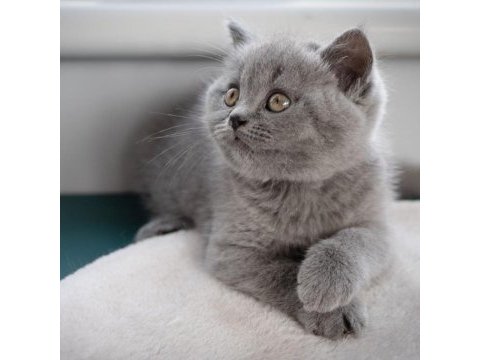 British shorthair yavruları