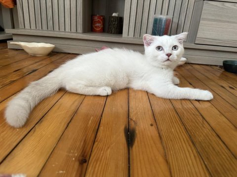 British ve scottish shorthair erkek beyaz yavrular