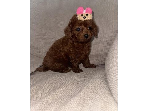 Kore toy poodle