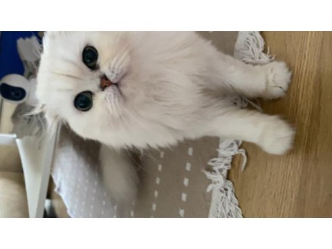 Bembeyaz scottish fold