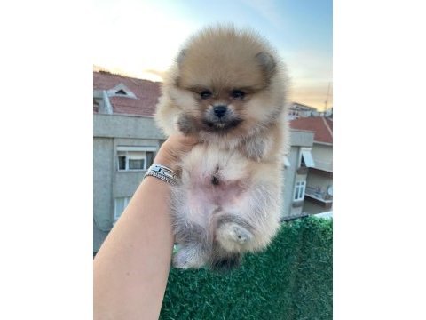 Erkek orange pomeranian boo