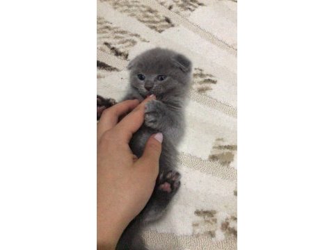 Scottish fold yavrularım