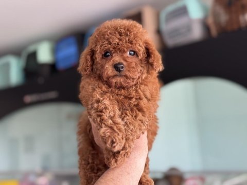 Petmode köpek çiftliğinden tea cup kore poodle