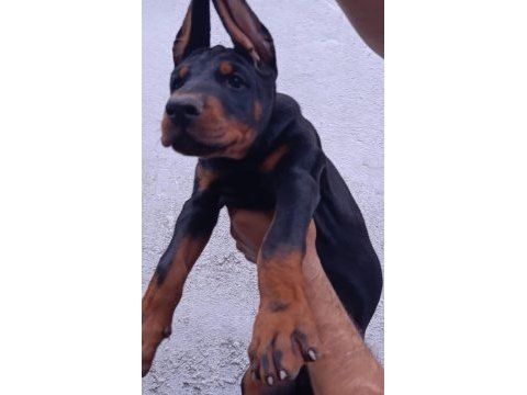 A scr üst düzey doberman yavruları