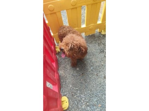 Toy poodle damızlık dişiler