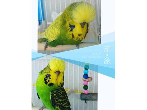 Şov jumbo yavrusu muhabbet kuşu