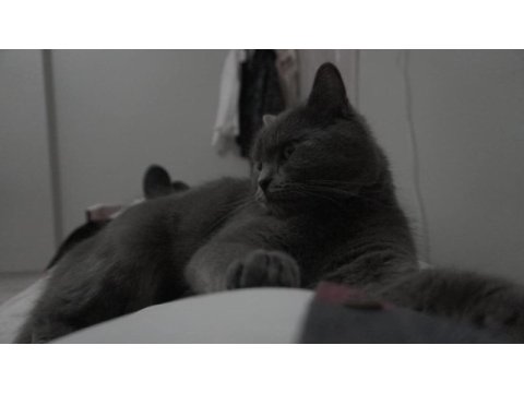 British shorthair 1 yaşında