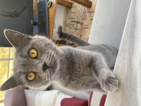 Sahiplendirilecek british shorthair
