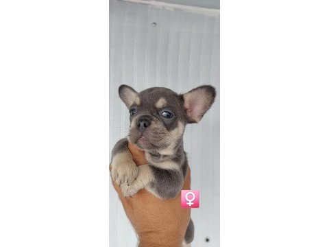 French bulldog süper anatomi