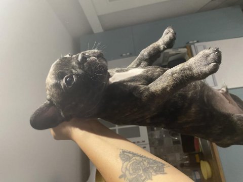 Tiger fransız bulldog yavrularımız