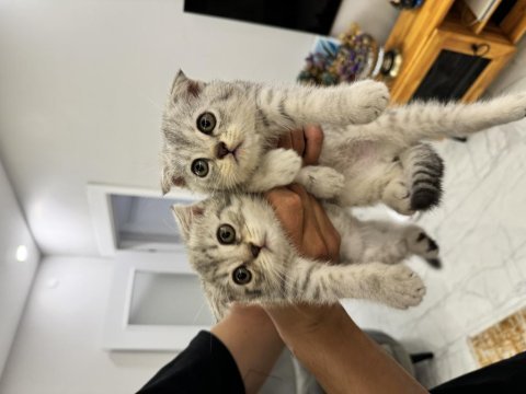 Bir erkek bir dişi 2 aylık scottish fold yavrular