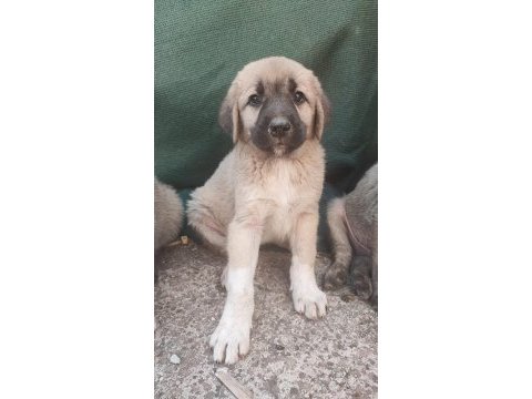 Kangal erkek bebekler