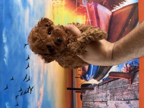 Toy poodle yavrularımız