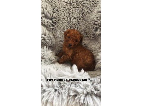 A kalite toy poodle yavruları