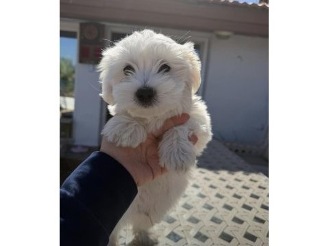 Sevimli maltese yavruları