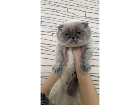 Scottish fold kedisi