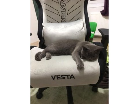7 aylık british shorthair