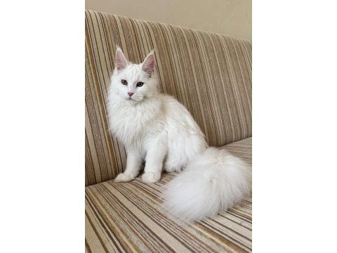Güzeller güzeli beyaz dişi maine coon