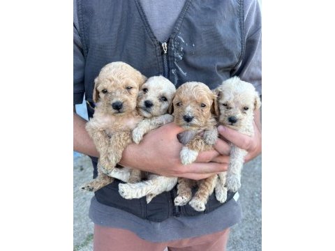Maltipoo yavrular