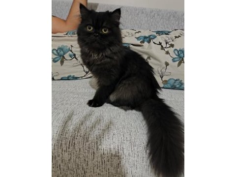 British shorthair yavrularımıza yuva arıyoruz