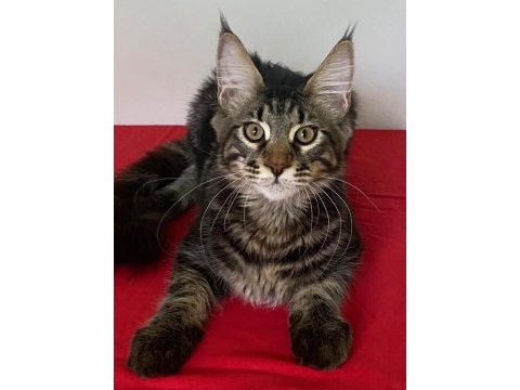 Xxxl maine coon erkek black tabby