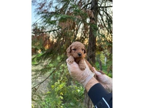 A kalite toy poodle yavrularımız