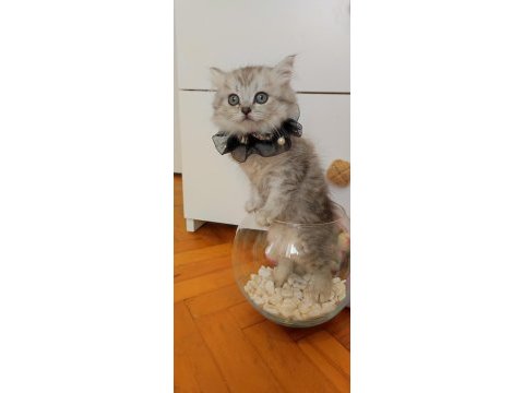 Bursa scottish straight shorthair old eyes bebekler