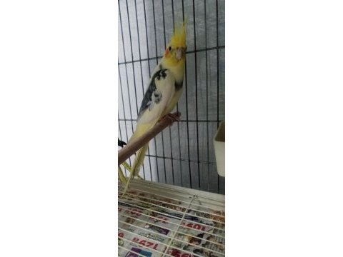 5-6 aylık erkek sultan papağanı