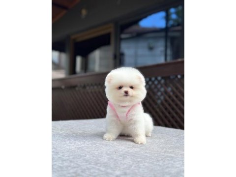 Sağlık ve ırk garantili pomeranian