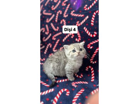 5 adet british shorthair yavrularımız