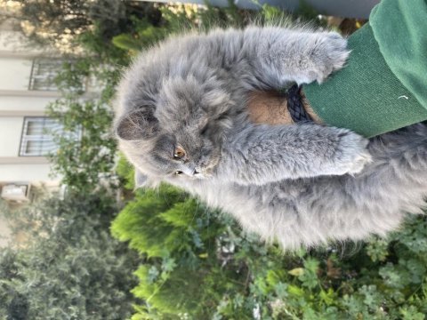Yavrularımız ırk ve sağlık garantili british longhair