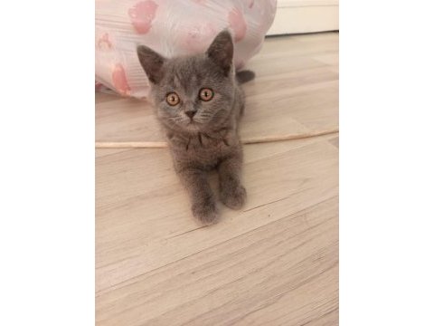 British shorthair dişi erkek bebeklerimiz