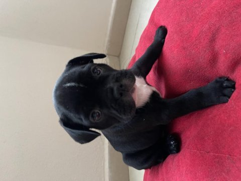 French bulldog yavru