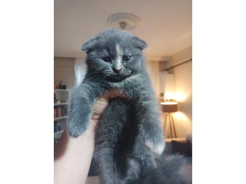 İran blue point kırması melez kedimiz